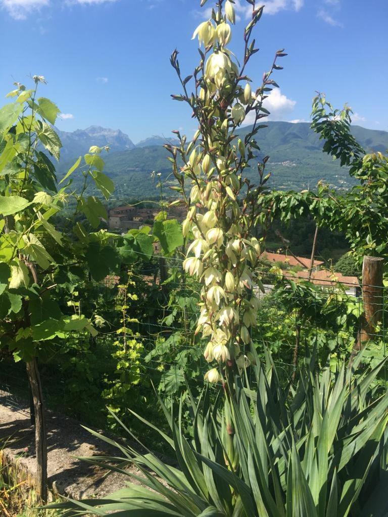 Il Casale Di Rolando Lejlighed Castiglione di Garfagnana Eksteriør billede